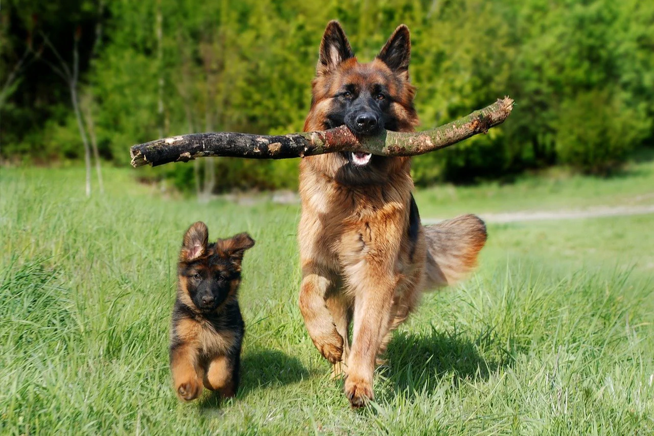 Army Dog Centre Pakistan's history and development of professional canine training services