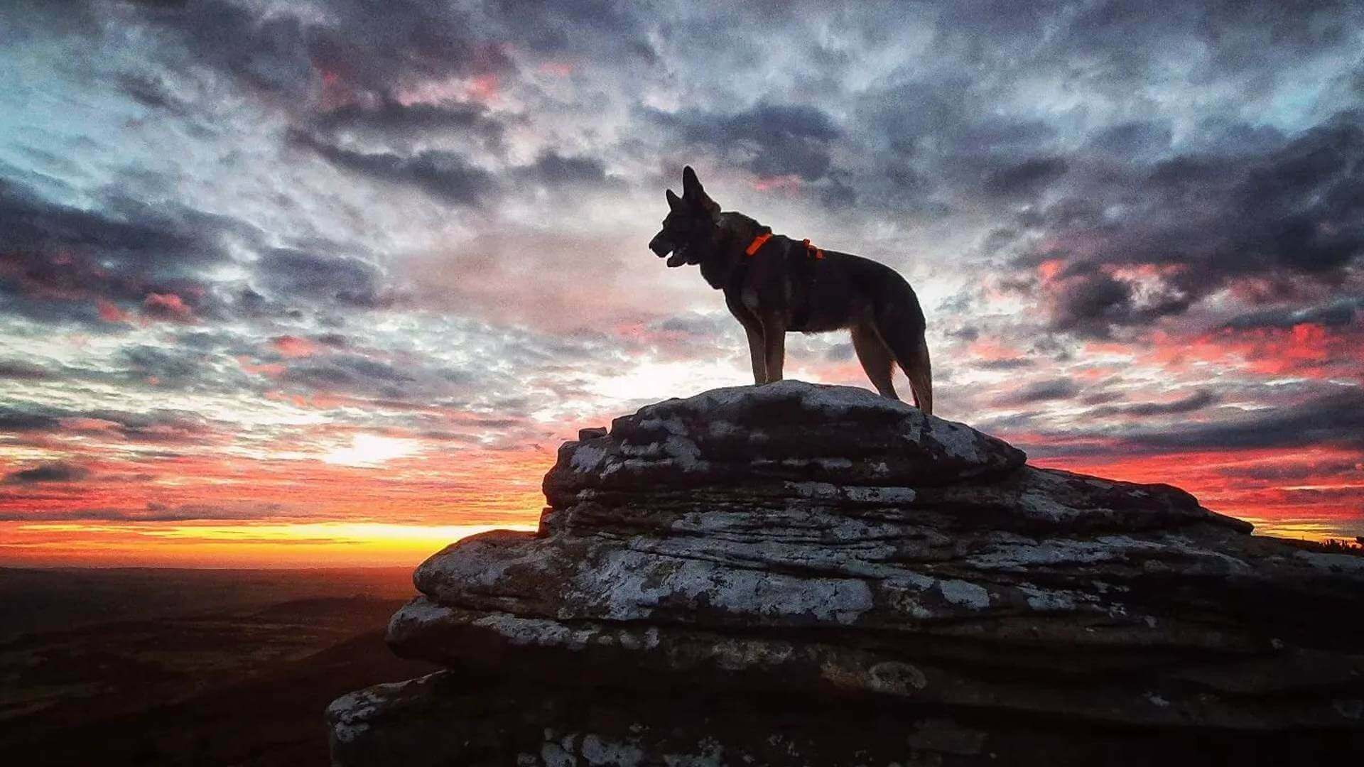 Army Dog Center facilities and training grounds