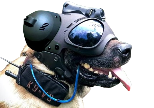 Elite security and military trained dog from Army Dog Center