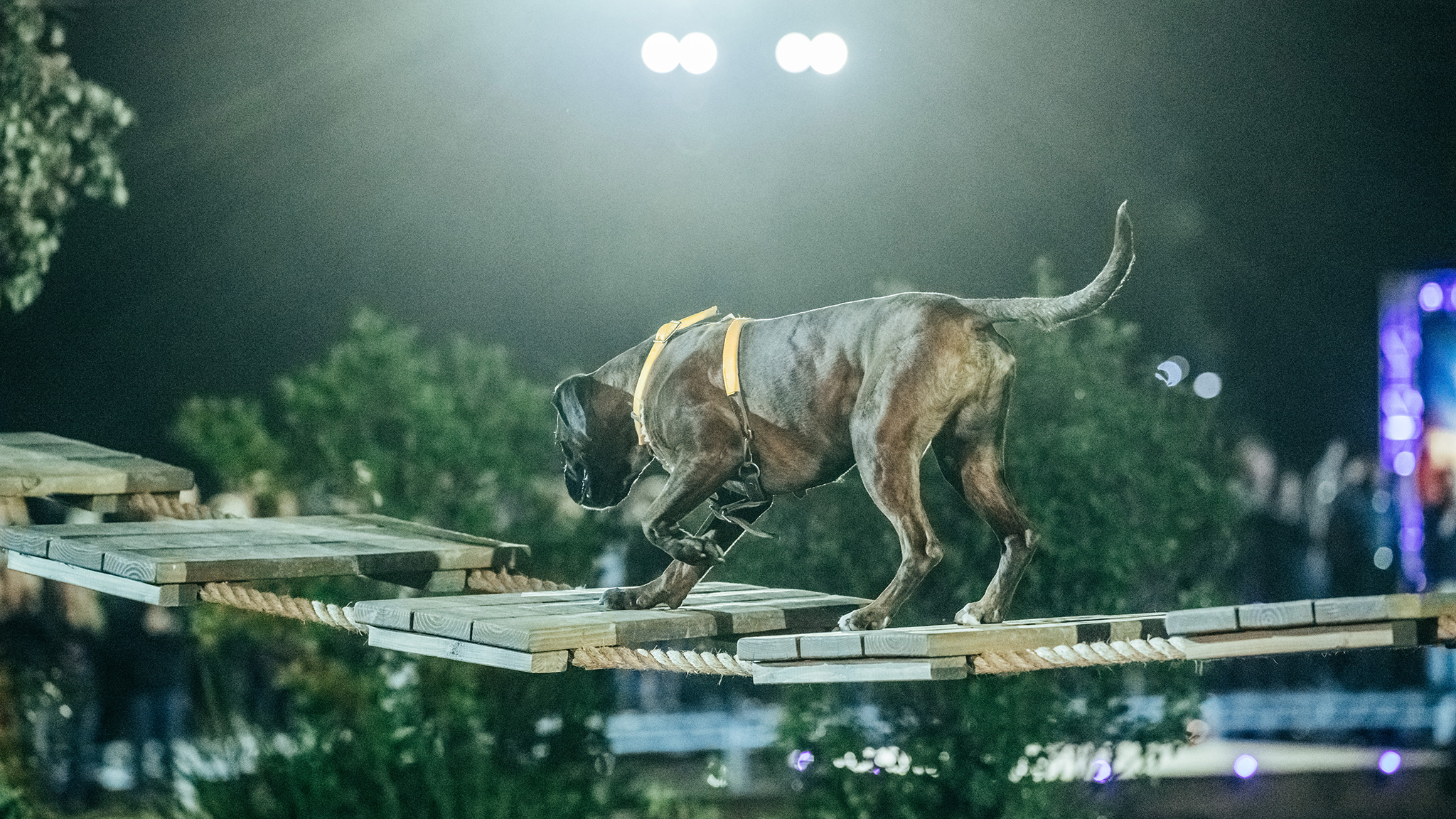 Army Dog Centre Pakistan professional canine services