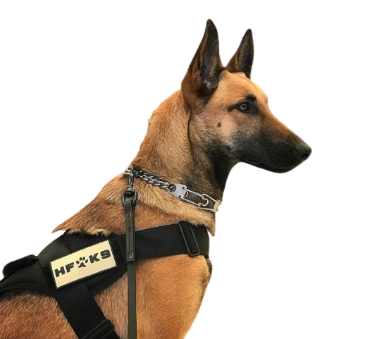 Military Trained Dog