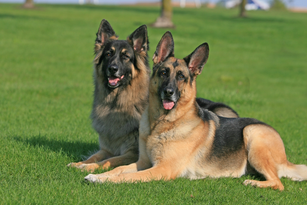 Military dog in training session
