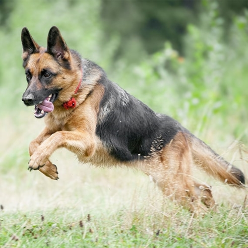 Dog with handler during ceremony