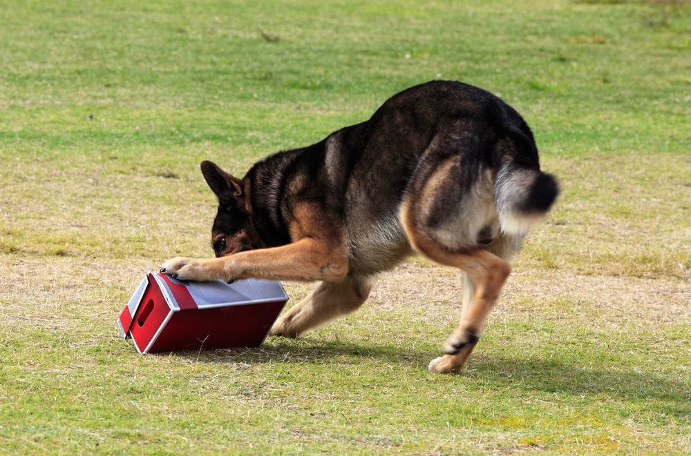 Dog performing search mission