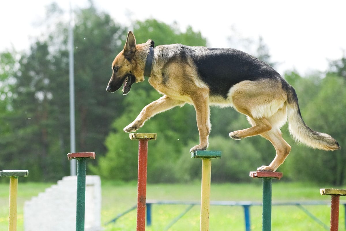 Dog in specialized training