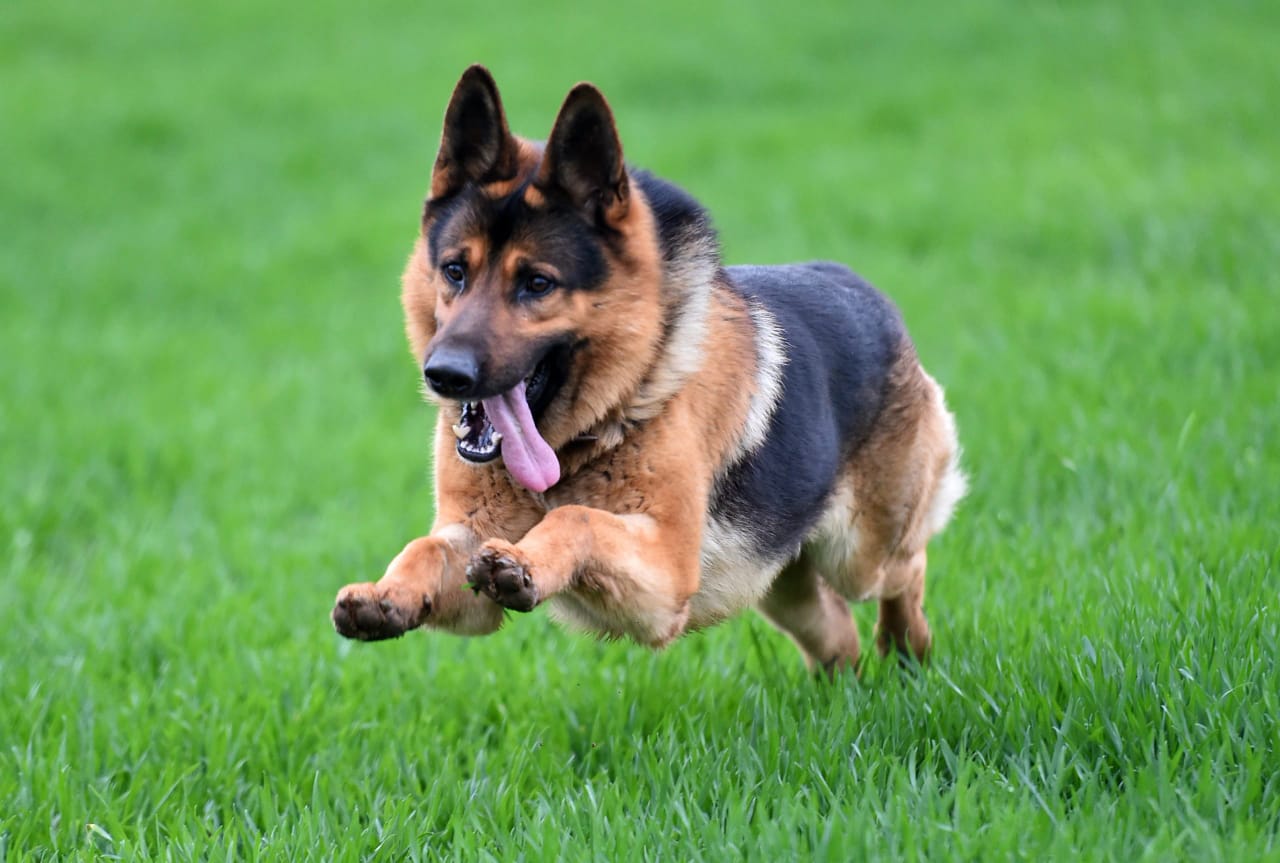 Dog in protection training